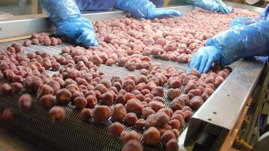 Wielkie zwolnienia w przetwórni w Rykach. Dzisiaj rozmowy z zarządem