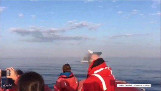 Wieloryby wyskakują z wody jeden po drugim. Niesamowite nagranie z rejsu [wideo]