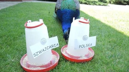 Wiemy kto wygra! Paw z Kozłówki wytypował zwycięzcę meczu Polska - Szwajcaria