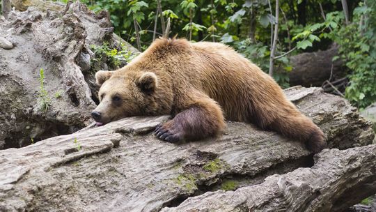 Wiemy po co niedźwiedź się czochra o drzewa 