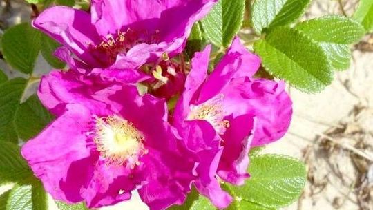 Wieniawa dostanie skwerek z fontanną