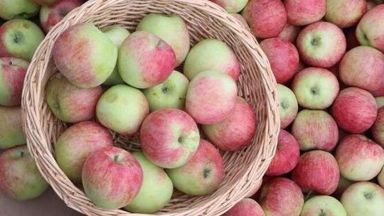 Wierzą w siłę jabłek. Czy cydr stanie się znakiem rozpoznawczym naszego regionu?