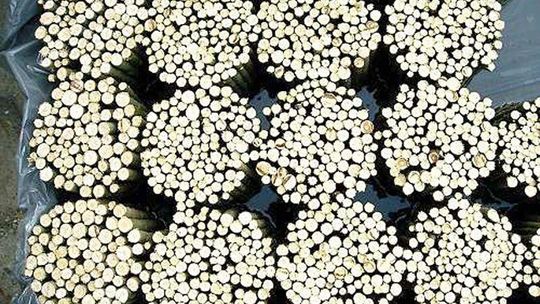 Wierzba energetyczna się nie opłaca. Rolnicy likwidują plantacje 