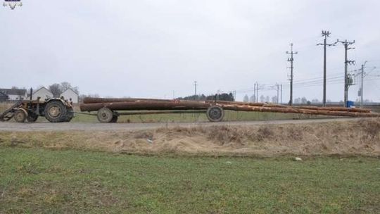 Wieźli drzewo przez przejazd, zablokowało się w rogatkach. Uderzył w nie pociąg