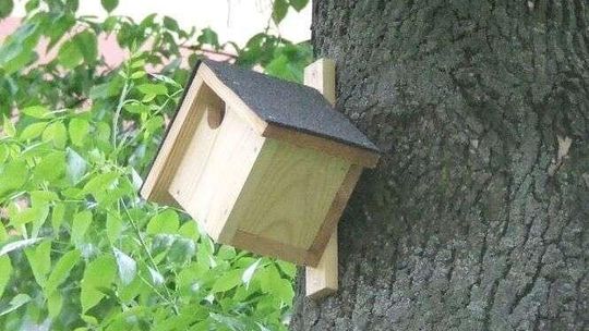 Więźniowie robią budki dla ptaków