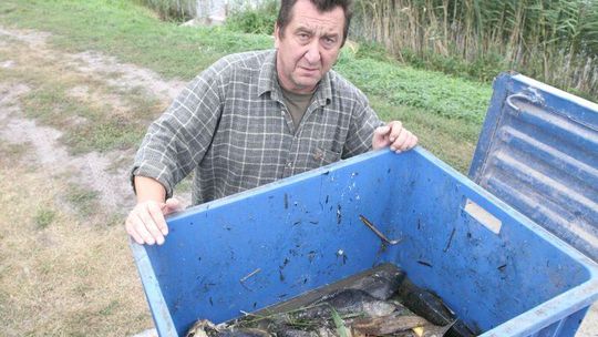 Wigilia bez karpia? Wirus KHV  rozprzestrzenia się