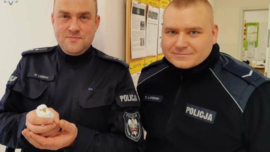 Wikt i opierunek dla papugi. Policjanci uratowali egzotycznego ptaszka