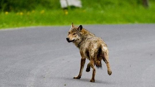 Wilk atakuje w biały dzień. Nie boi się ludzi