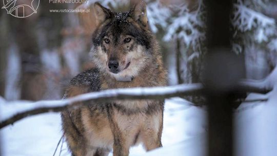Wilk Kosy z Roztoczańskiego Parku Narodowego z nadajnikiem. Naukowcy poznają życie wilczej rodziny [zdjęcia]