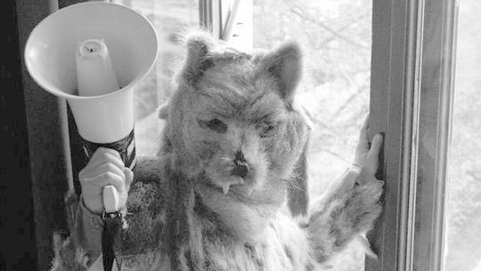 Wilk u Bram. Premiera w Andersenie