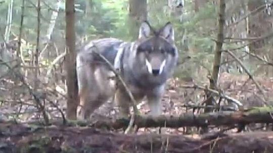 Wilk w łukowskim rezerwacie Jata (wideo)