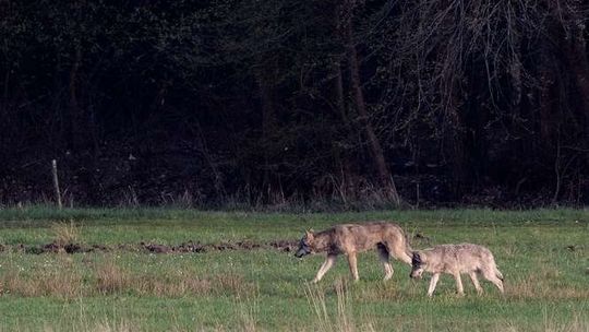 Wilki koło Puław widziane były już wcześniej [wideo, zdjęcia]