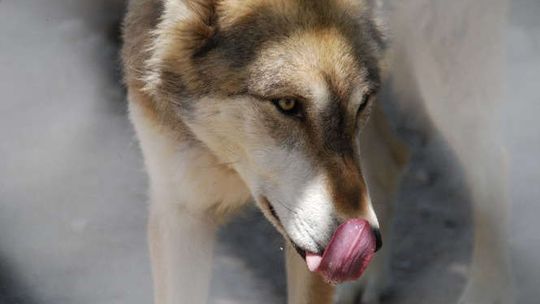 Wilki w gminie Kluczewsko (woj. świętokrzyskie)? Nadleśnictwo uspokaja