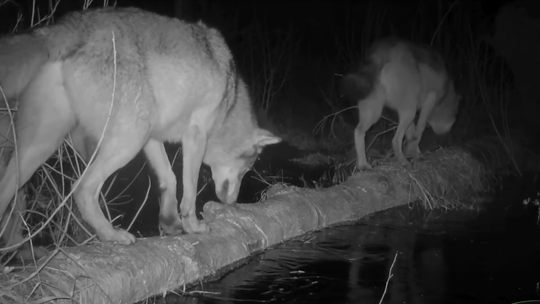 Wilki w Poleskim Parku Narodowym. "Nie lubią moczyć sobie łap"