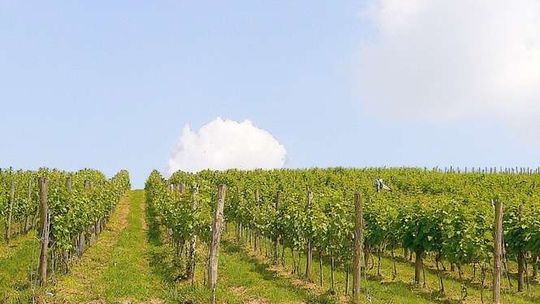 Winnicę mają od trzech lat, a już są nagrody. Jak założyć i prowadzić winnicę?