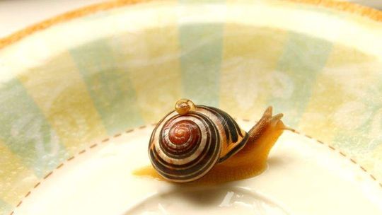 Winniczki kryjcie się. Będzie wielki zbiór w woj. lubelskim