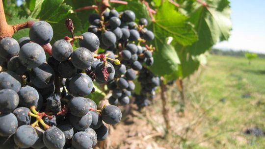 Wino marki Perła i spór o nazwę piwa \"Trybunalskiego”