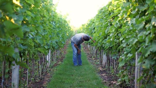Wino z Opola Lubelskiego jednym z najlepszych w Polsce
