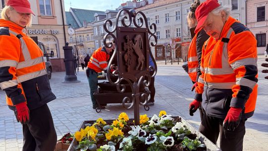 Pracownicy w pomarańczowych kamizelkach sadzą kolorowe bratki w ozdobnej donicy na placu na Starym Mieście w Lublinie, wśród zabytkowych kamienic