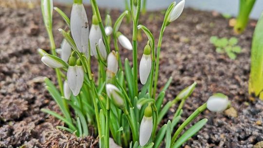 Wiosna nadchodzi z mgłami (zdjęcia)