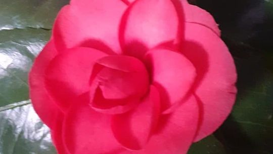 Wiosna pod szkłem. U ogrodników z Zamojszczyzny zakwitły kamelie [zdjęcia]