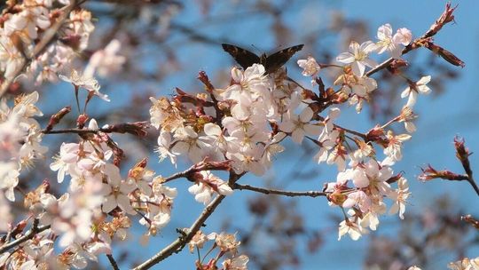Wiosna się budzi z zimowego snu. Ogród Botaniczny zaprasza na wiosenne spacery
