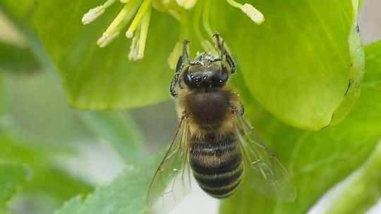 Wiosna w Ogrodzie Botanicznym. Przygotowania do otwarcia