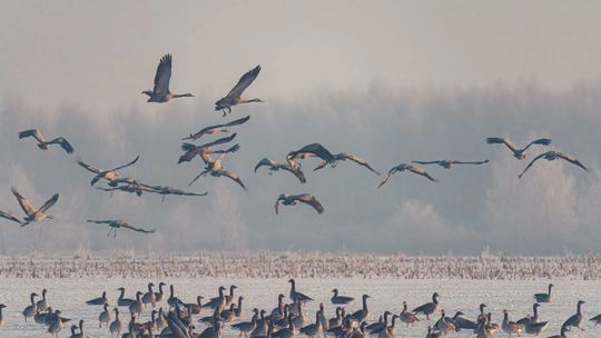 Przylot żurawi na Polesie