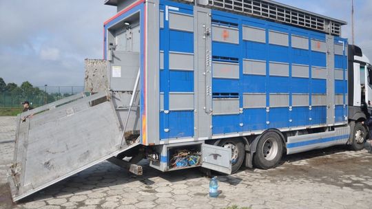 Wiózł bydło do ubojni. Ciężarówka wpadła do rowu, część zwierząt nie przeżyła