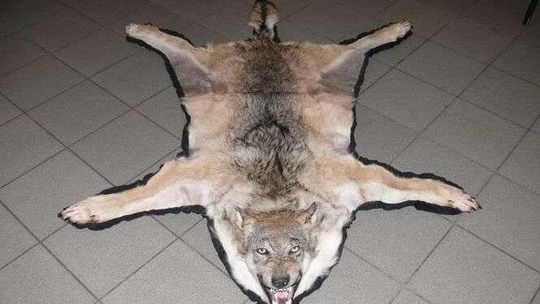 Wiózł nietypowy prezent. Rosjaninowi grozi 5 lat więzienia