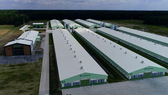 Wipasz powołał instytut na wsi, chce badać kurczaki. "Tradycyjnej hodowli konsumenci już nie akceptują"