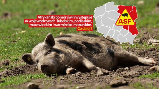 Wirus ASF zagraża hodowlom w całym kraju!