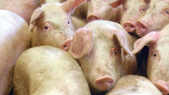 Wirus Aujeszky\'ego: Nasze świnie są zdrowe