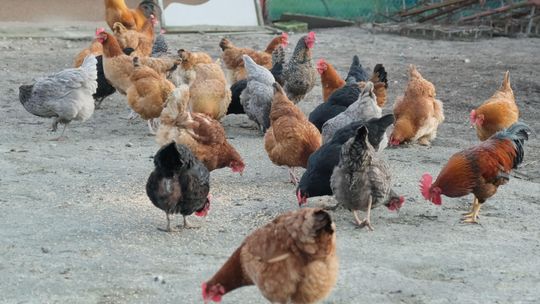 Wirus ptasiej grypy zaatakował nie tylko w woj. lubelskim. Nowe ognisko choroby wykryto w Wielkopolsce