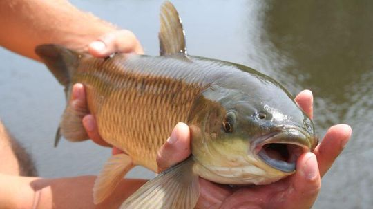 Wirus zaatakował hodowle karpi, hodowcy ryb dostaną pomoc z UE?