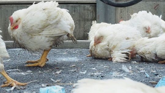 Wirus zabija w kilka dni. Jak uchronić drób przed ptasią grypą?