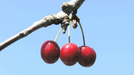 Wiśnie zostały na drzewach, bo nie opłacało się ich zrywać. Sadownicy: To zmowa cenowa