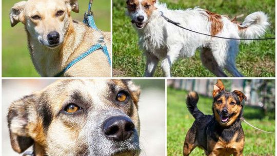 Witaminowa paka dla bezdomniaka: Pomóż psom z Białej Podlaskiej