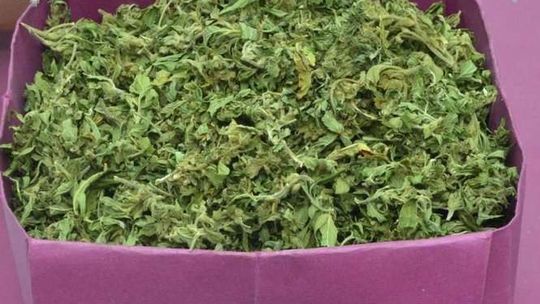 Wizyta policjantów na posesji. Szukali i znaleźli