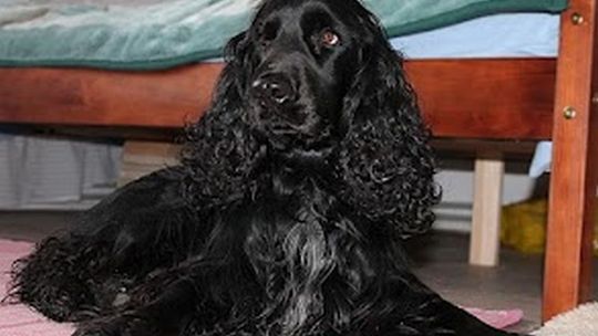 Wizyta w lubelskim schronisku dla zwierząt. Spaniel znalazł dom