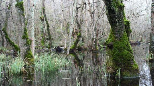Wjechał rowerem w bagno. Zmylił go GPS