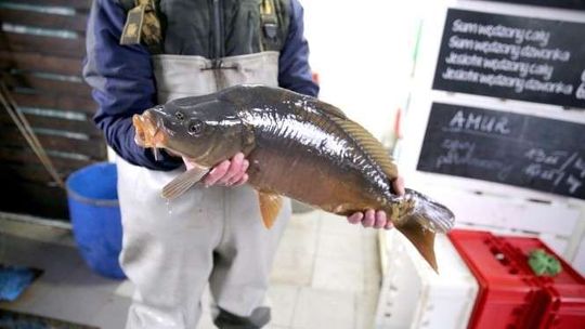Wkrótce karp trafi na świąteczny stół. Ile zapłacimy za niego w Lublinie?