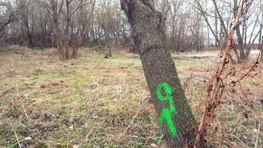 Wkrótce ruszy wycinka drzew przy ul. Koncertowej. "My tylko korzystamy z przepisów"