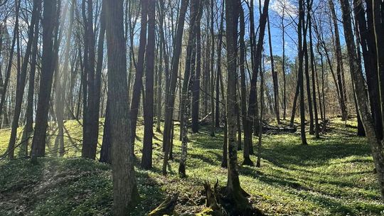 rezerwat Grabowy Las