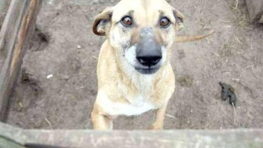 Włamał się do sąsiadki, zaatakował ją i groził zabiciem jej psa. Jest postanowienie sądu
