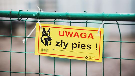 Właściciel psów, które zagryzły człowieka zatrzymany. Ataków na ludzi było więcej