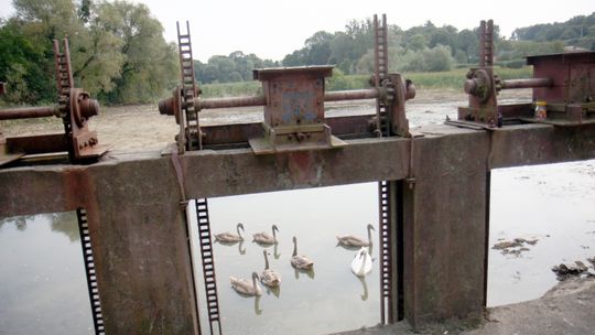 Właściciel stawu spuścił wodę. Młode ptaki w niebezpieczeństwie