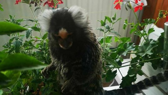 Właścicielka egzotycznego zwierzęcia cały dzień szukała swojego pupila. Sąsiadka: Mam małpę na balkonie