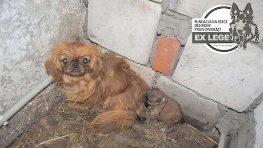 Właścicielka hodowli pekińczyków przed sądem