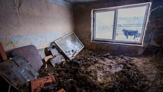 Właścicielka krów trafiła do więzienia. Idzie zima, wilki w okolicy, a zwierząt nie ma komu przygarnąć